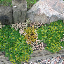 Succulent garden
