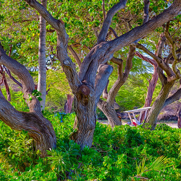 Hawaii - Lifeguarding Trees - Omaste Witkowski