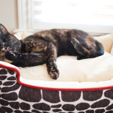 Designer Lounge Beds for Pets