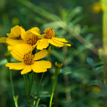 Plants in the Landscape