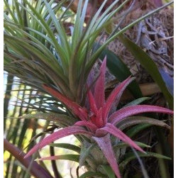 Garden photos - Products
