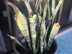 ginger beer plant recipe Organic Ginger Beer Plant main image 1