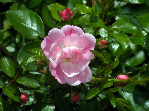 Spring flush roses! | Houzz Forum