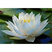 Lisa Cawley's photo