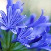 Carol Bachman's photo