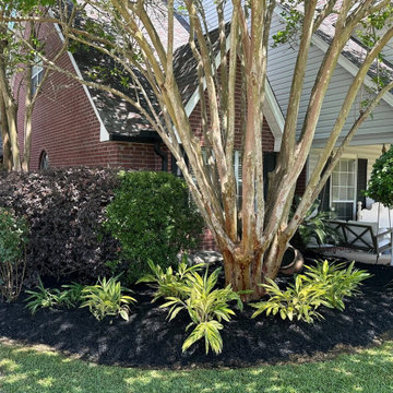 Crape Myrtle Bed with Variegated Ginger