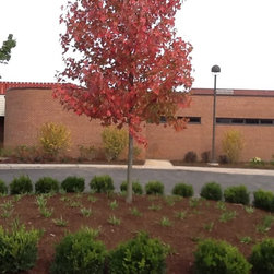 Misc. Trees - Products