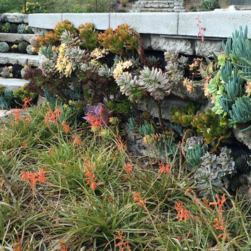 Urbanite Succulent Wall