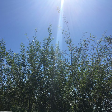 The culture of Hope Gardens