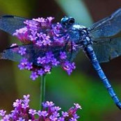 Alysia Jordan's photo