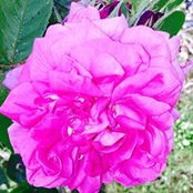 Mornay Fabiola's photo
