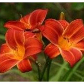 Judith Vann's photo