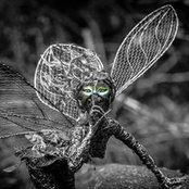 Foto de slaniepce