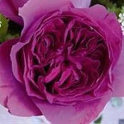 Donna Williams's photo
