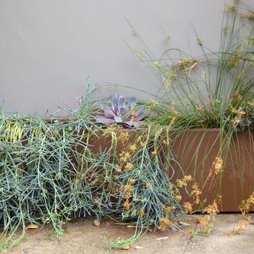 Chic Sustainable Entry Garden- Los Feliz