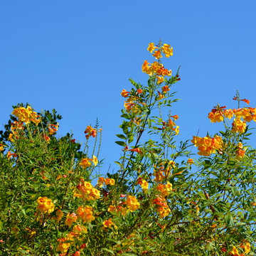 Southwestern Plants