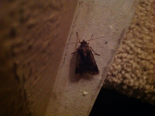 Tiny Brown Moths In House
