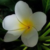 Vickie Larsons foto