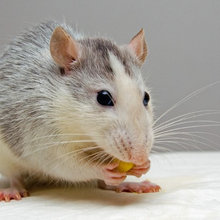 I Smell a Rat: 4 Ways to Notice If a Home Has a Pest Problem