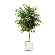 Wish List