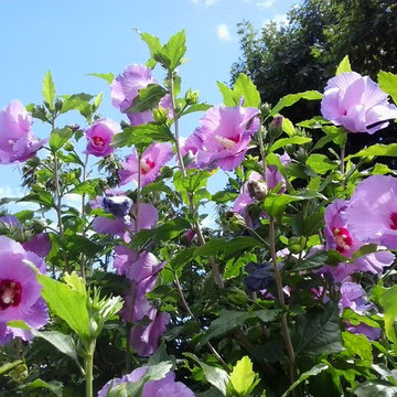 il giardino segreto