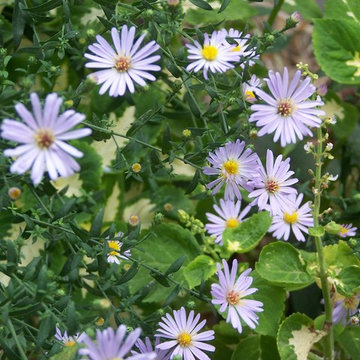 Aster