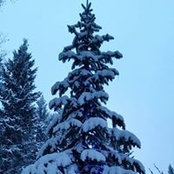 Heather Everett-McLaren's photo