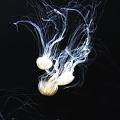 Norman Douglas's photo