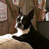 Sibleys Terriers's photo