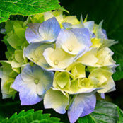Abhinav Lal's photo