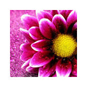 Francine Gomato's photo