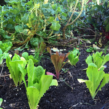 Edible Landscapes