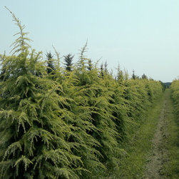 NYS Farms - Products