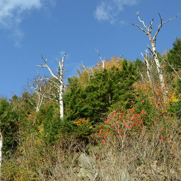 Fall Foliage Tour: Leaf-Peeping Fun Through Vermont