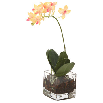 Waterlook® Mini Rose Pink Phalaenopsis Orchid in Glass Cube