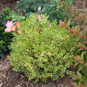 WEDDING RING® Boxwood (Buxus microphylla var. koreana))