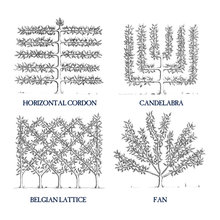 Landscape/Garden - Edibles