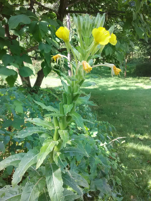 Tall weed with yellow flowers.
