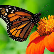 Cris Latief's photo