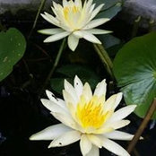 Foto von Soni Basnet
