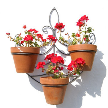 Potted geraniums