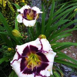 Daylilies - Products