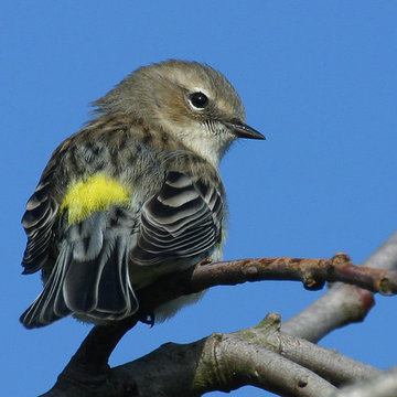 Yellow-rumped Warbler