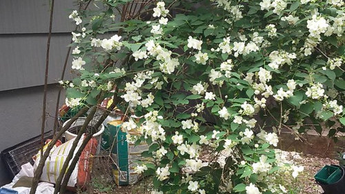 Hard Pruning Mock Orange