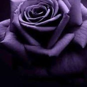 Foto von Rose Wuollet