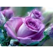 Debbie Binns Van Beek's photo