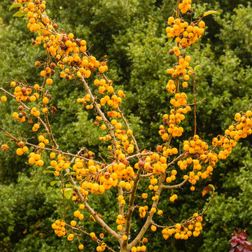 Autumn Interest