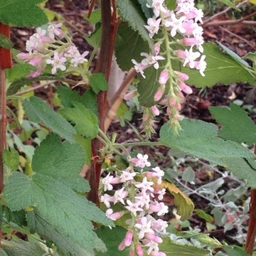 Ribes malvaceum 'Dancing Tassels'