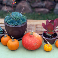 decor fall