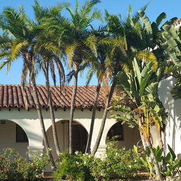 CSUCI - Palm Trees